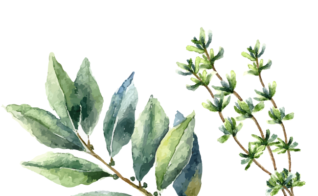 illustration of thyme and sage