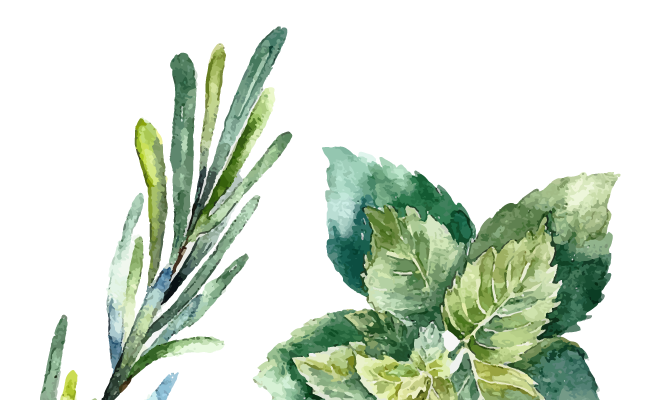 Illustration of mint and rosemary